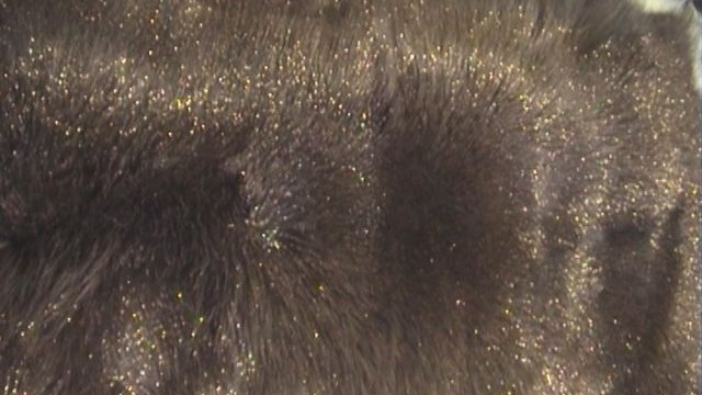 collection 4 golden glitter on fox